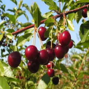 Višňa (Prunus cerasus)  ´DEBRECENI BOTERMO´ stredne skorá 130-160 cm - voľnokorenná